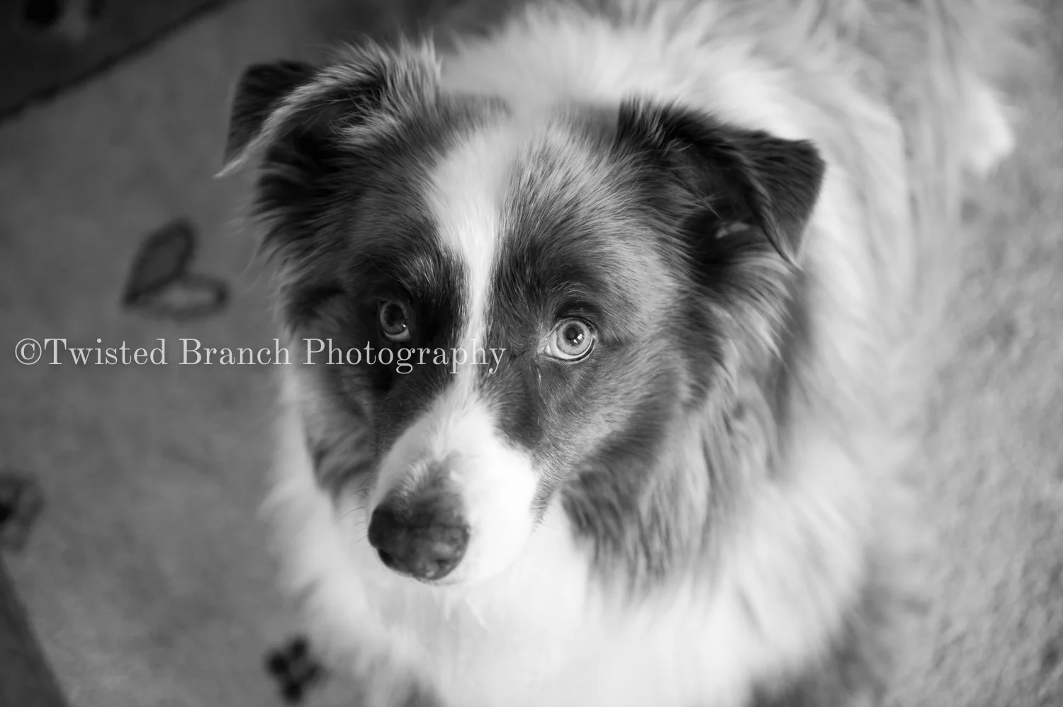 46_Twisted_Branch_Photography_DSC_4131.jpg