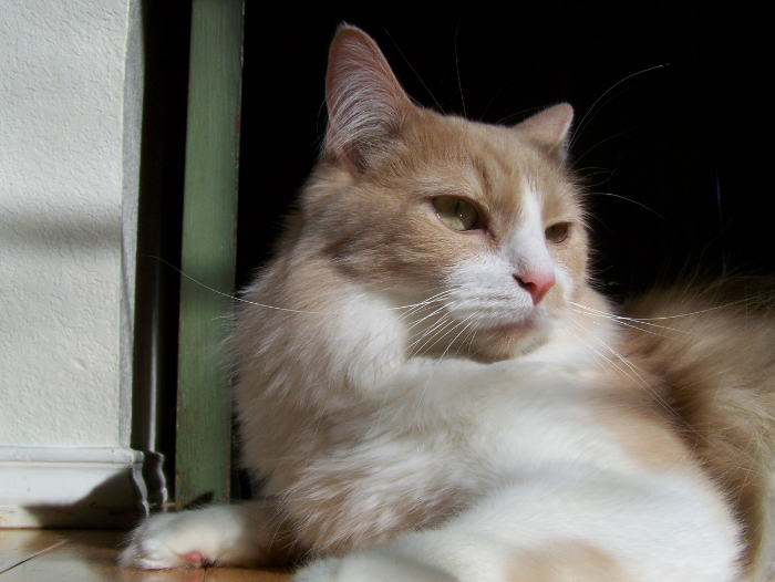Moose, Personal Assistant: I Do All the Things.
