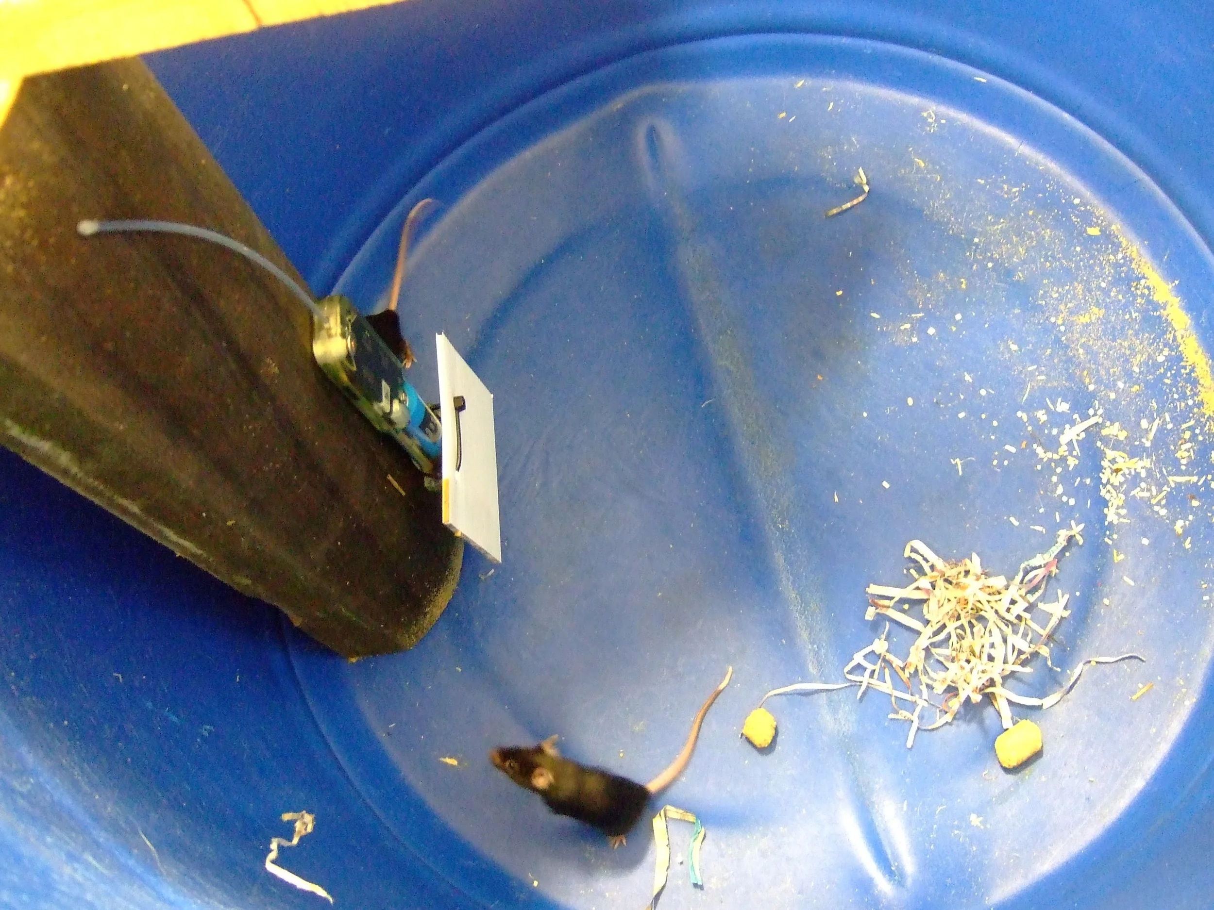 Minimising mouse interference