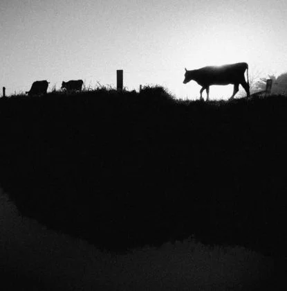 Dairy commits $5m to ambitious zero pest plan