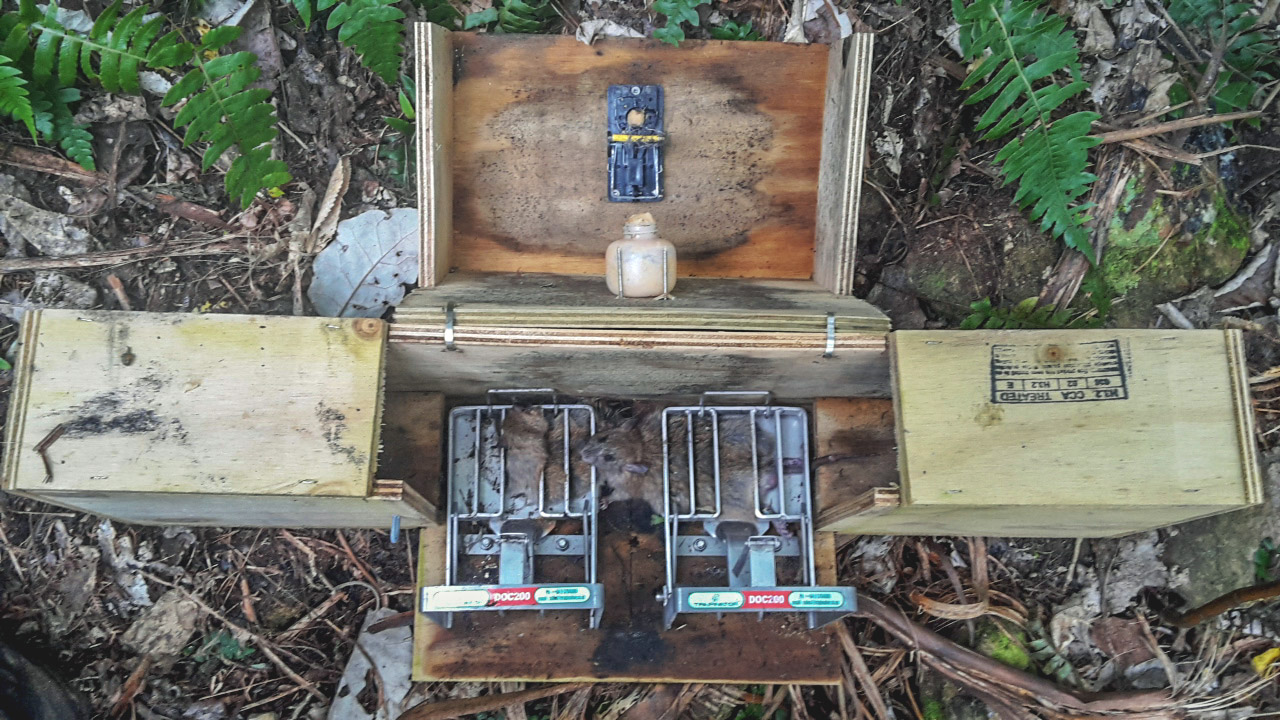 A TUN200 trap as used by ZIP at Bottle Rock (this one containing two rats)