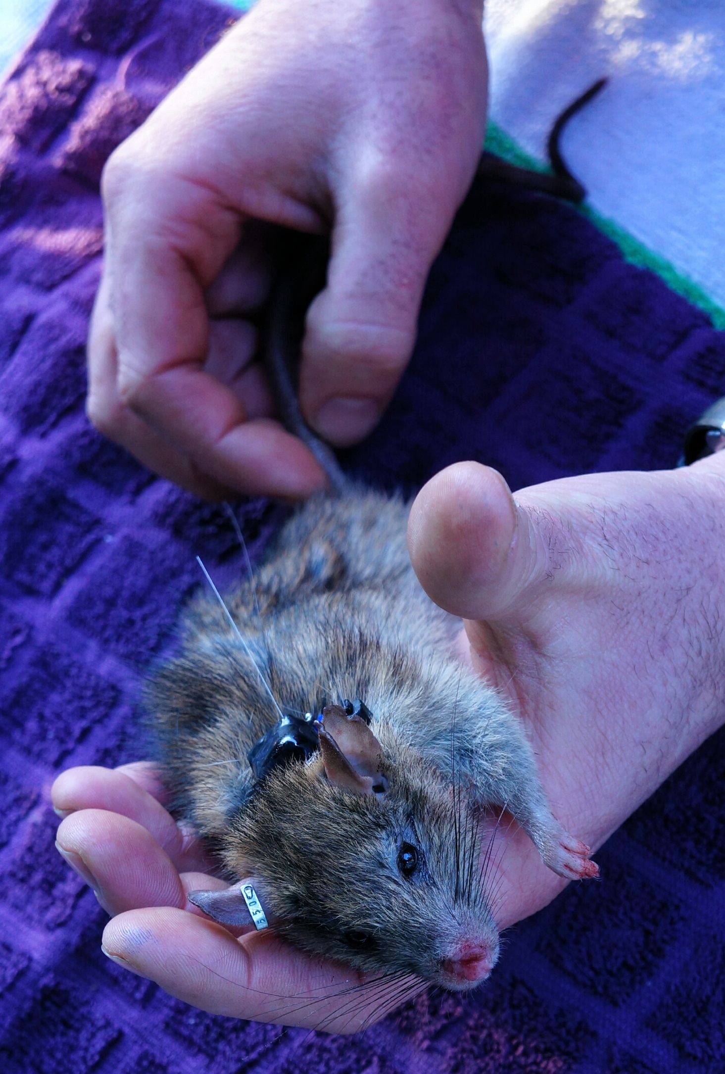 ‘Dr Livingstone’ - all dressed and ready for release (as soon as the anaesthetic wears off)