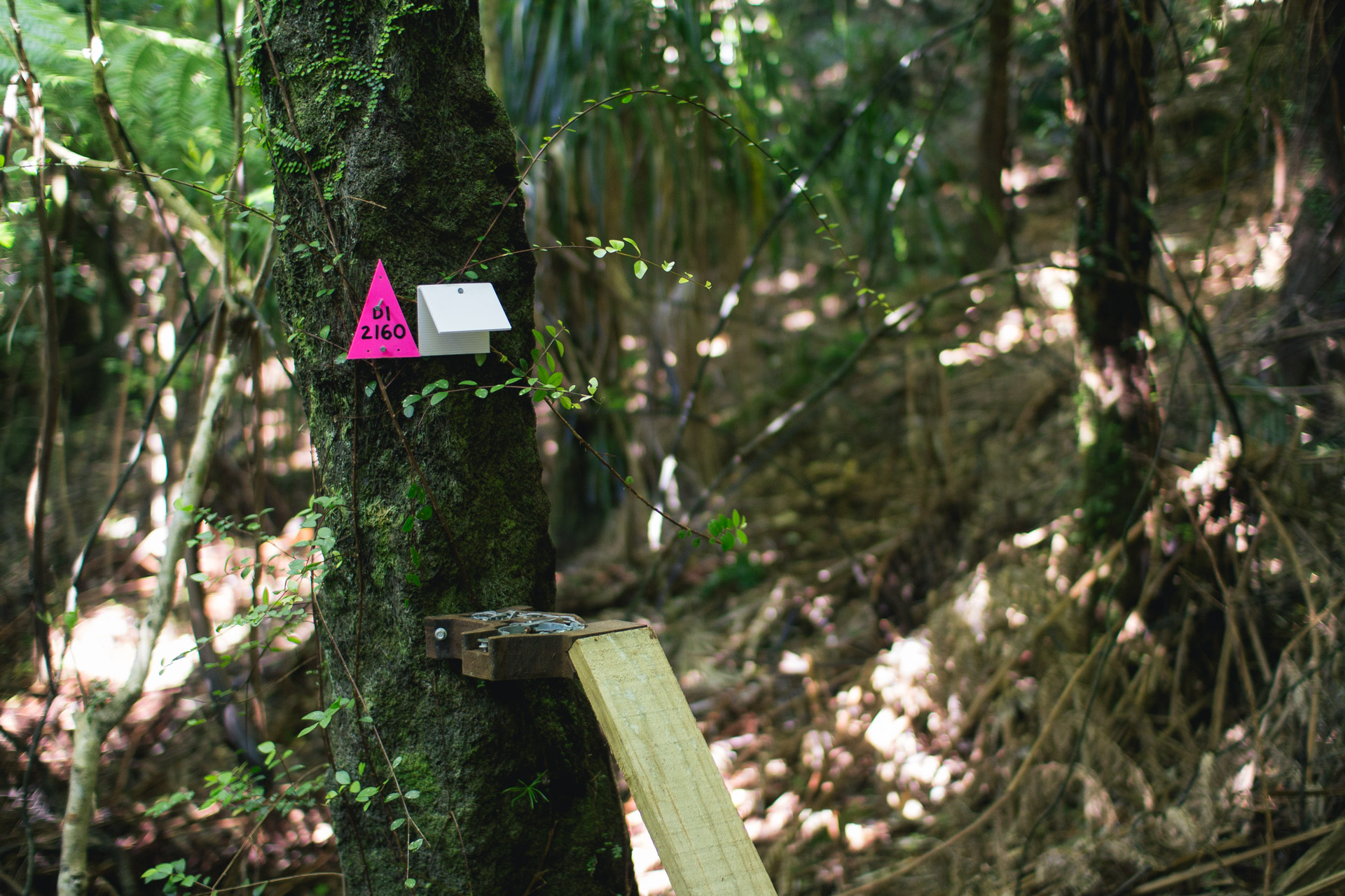 A leghold trap platform with visual lure on Defence Line 1 (D1) at Bottle Rock field development site