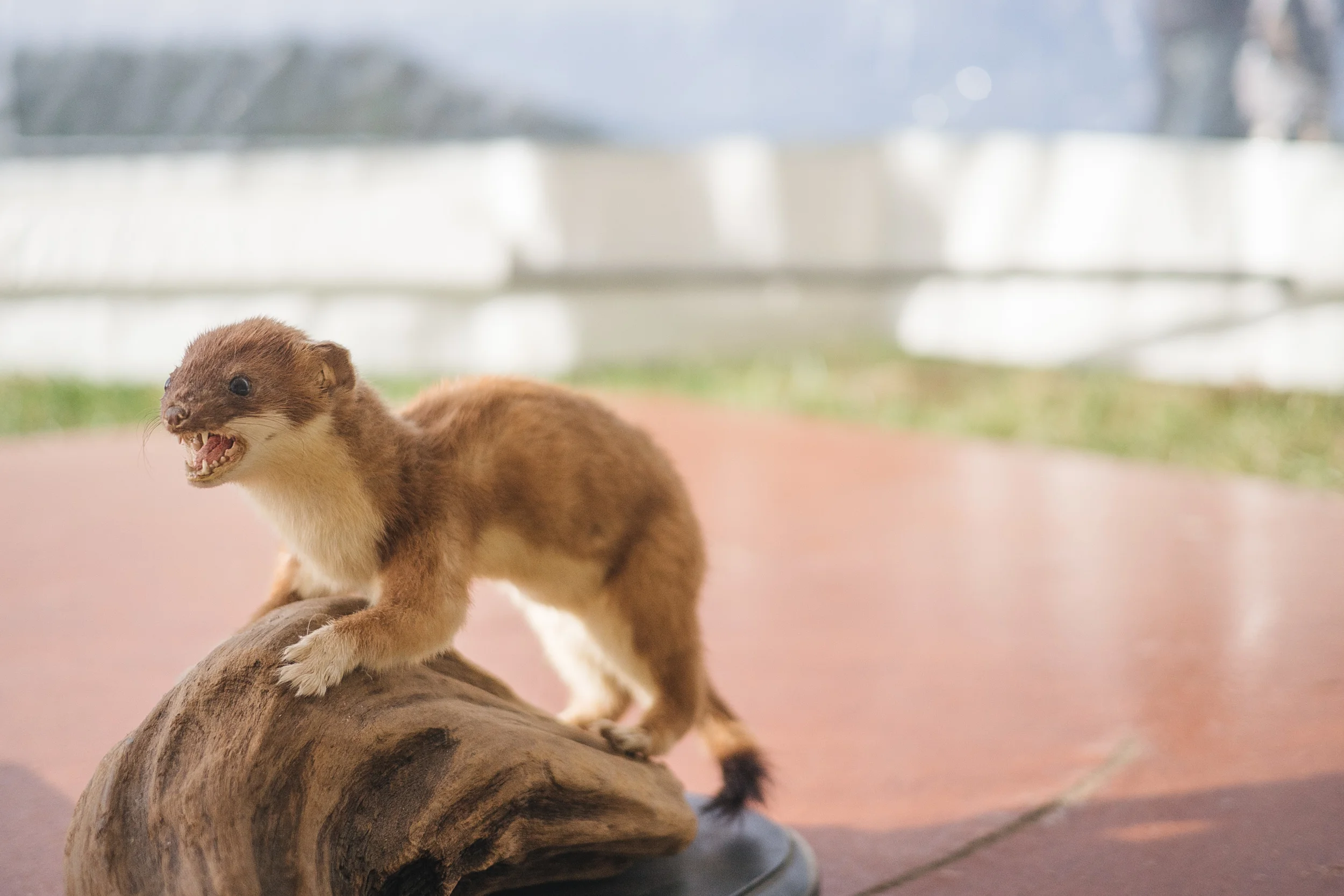 A taxidermied stoat fiercely guards the podium during speeches.