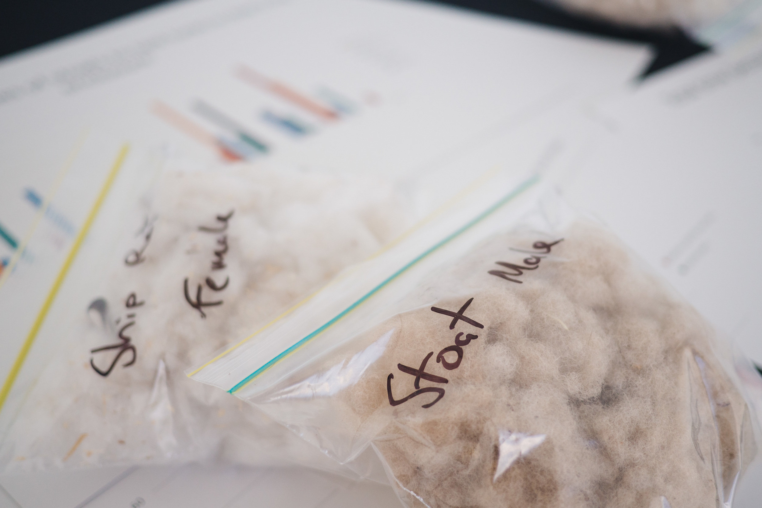 Dacron bedding from female ship rat and male stoat, trialed as a 'social' lure in predator research enclosure with promising results.