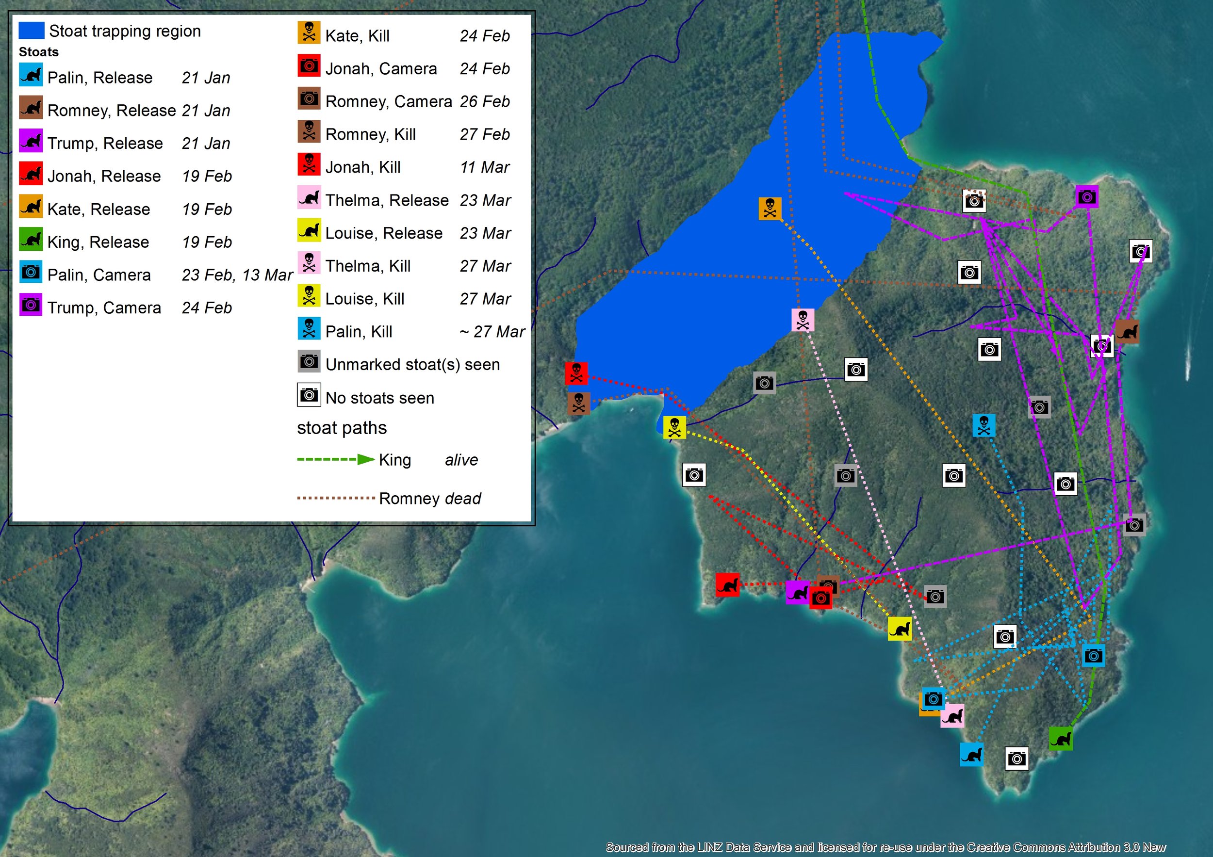 Map of movements of all stoats released on Bottle Rock as at 23 March 2016