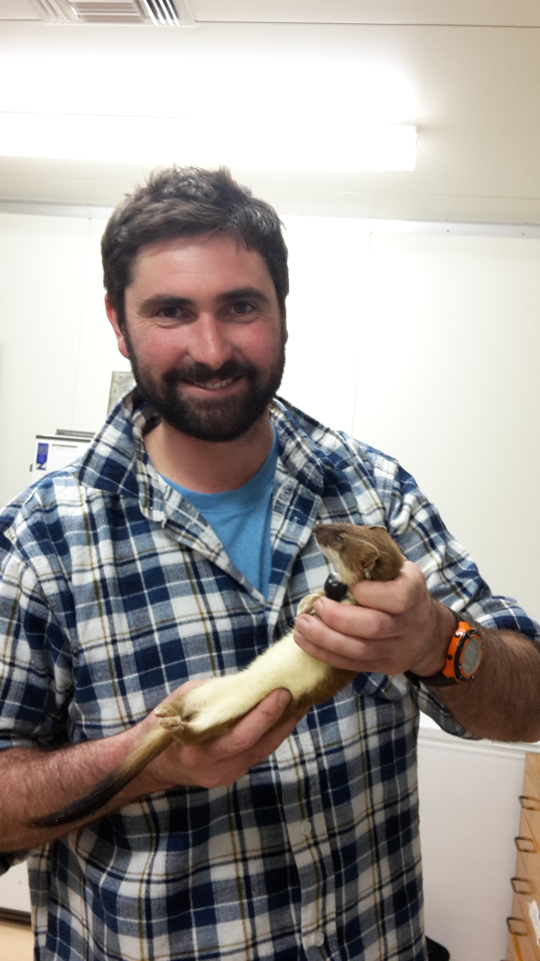 Tim Sjoberg, Predator Behaviour Technician, holds a stoat fitted with VHF collar for release at Bottle Rock.
