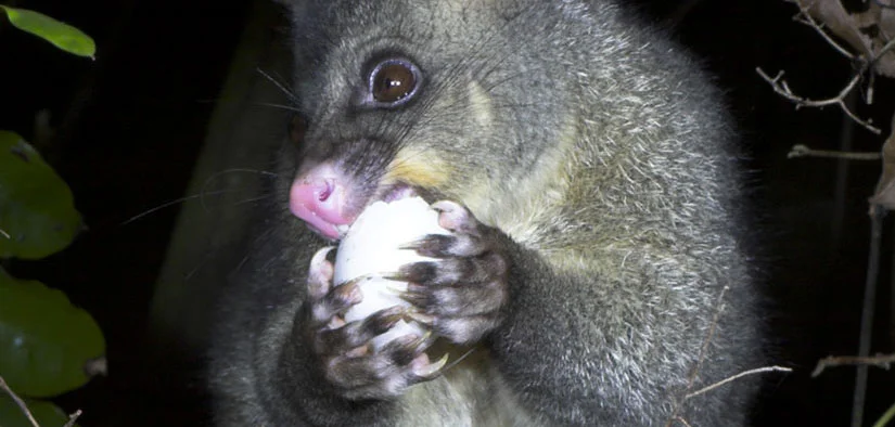 Possum eating bird egg (Nga Manu Images)