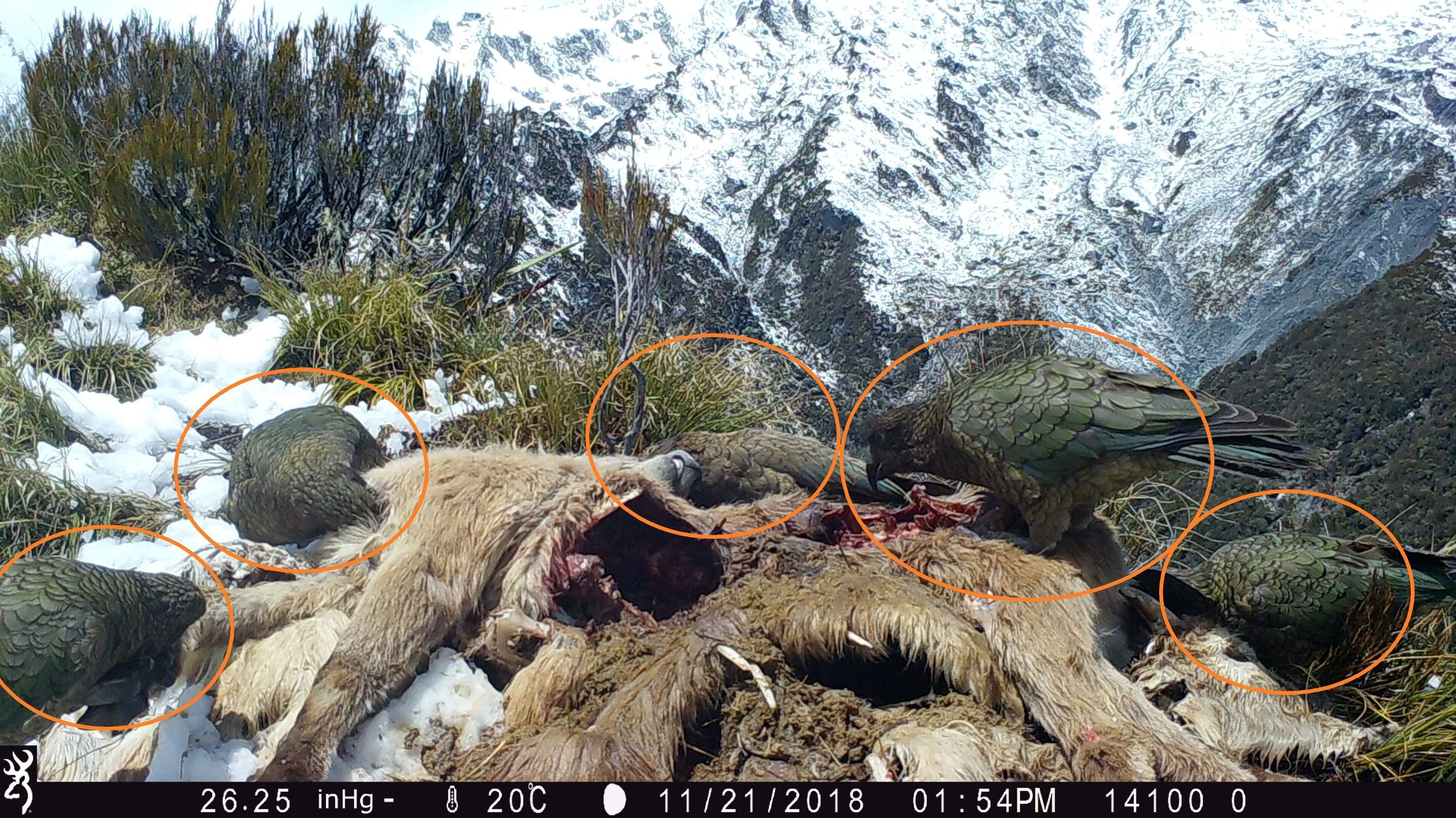 Figure 3. Five kea consuming a tahr carcass during Phase 2 (November-December 2018).