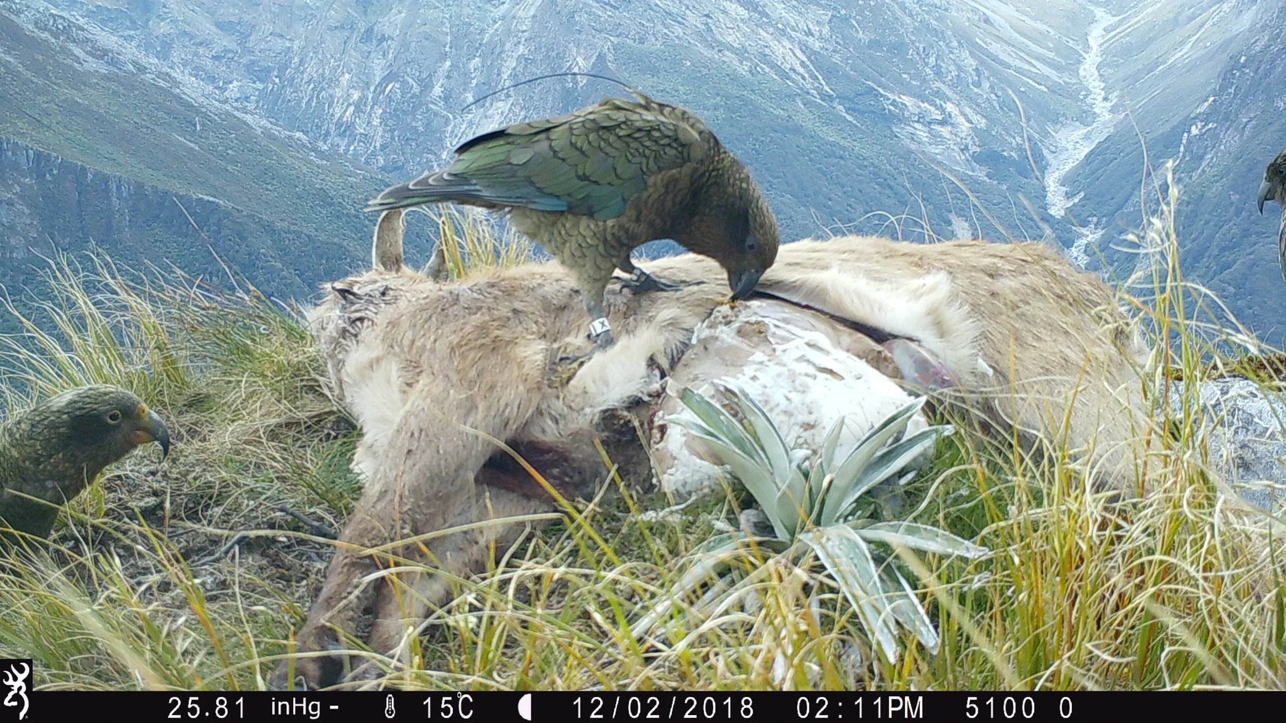 Tahr carcasses as an attractive, preferred food for wild kea