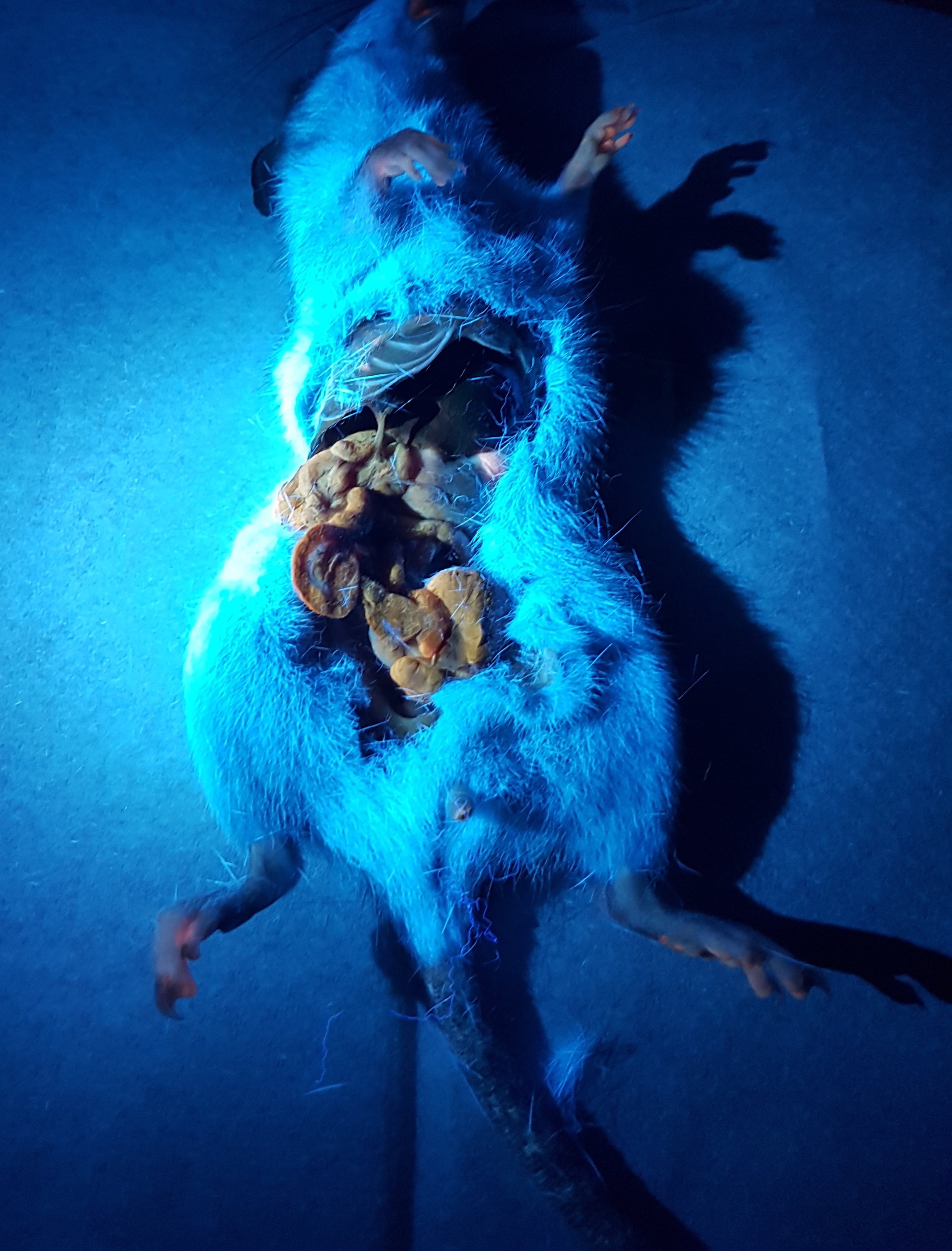 Ship rat showing internal rhodamine B staining under ultraviolet light