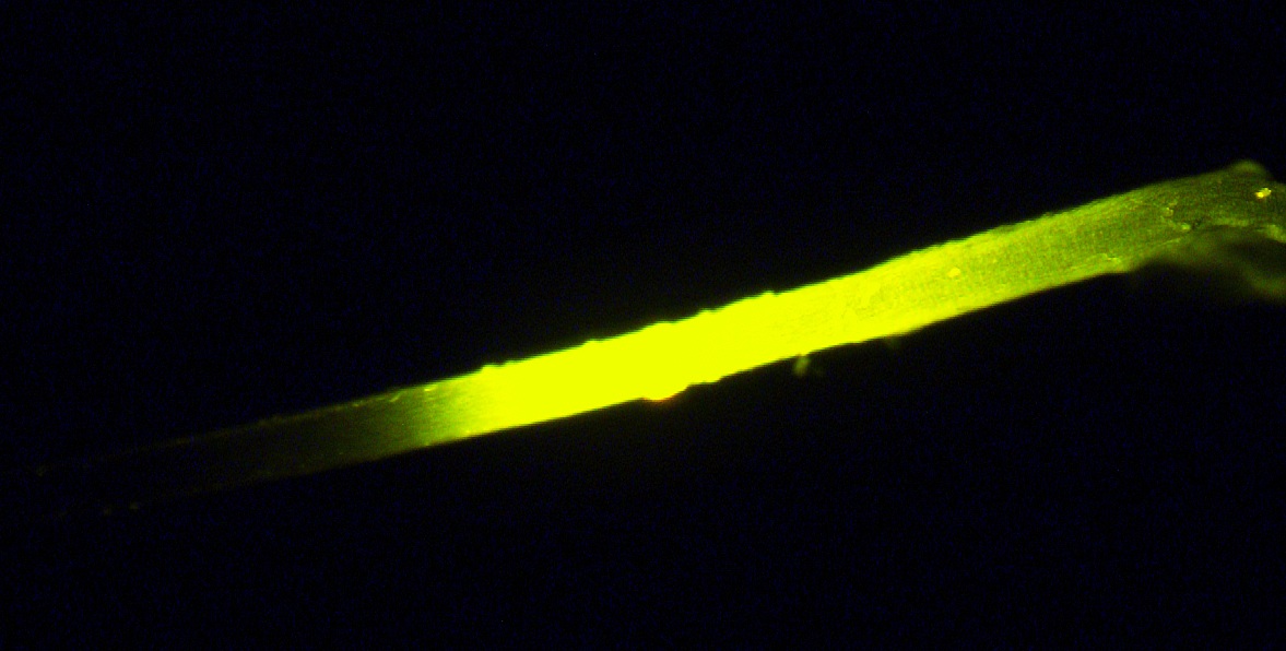 Rhodamine B positive whisker, viewed under fluorescence microscope