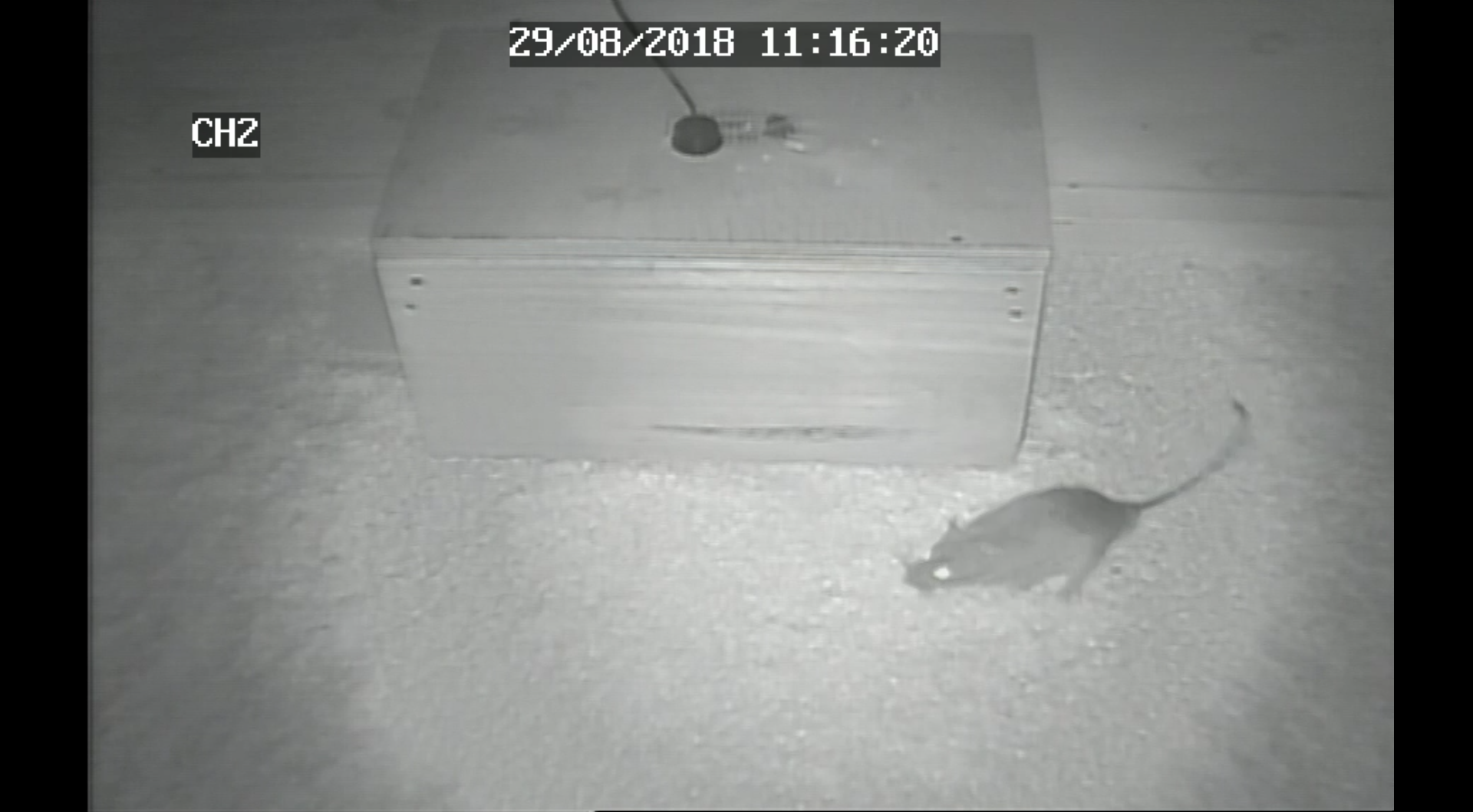 Assessing the animal welfare performance of the DOC200 kill trap for ship rats