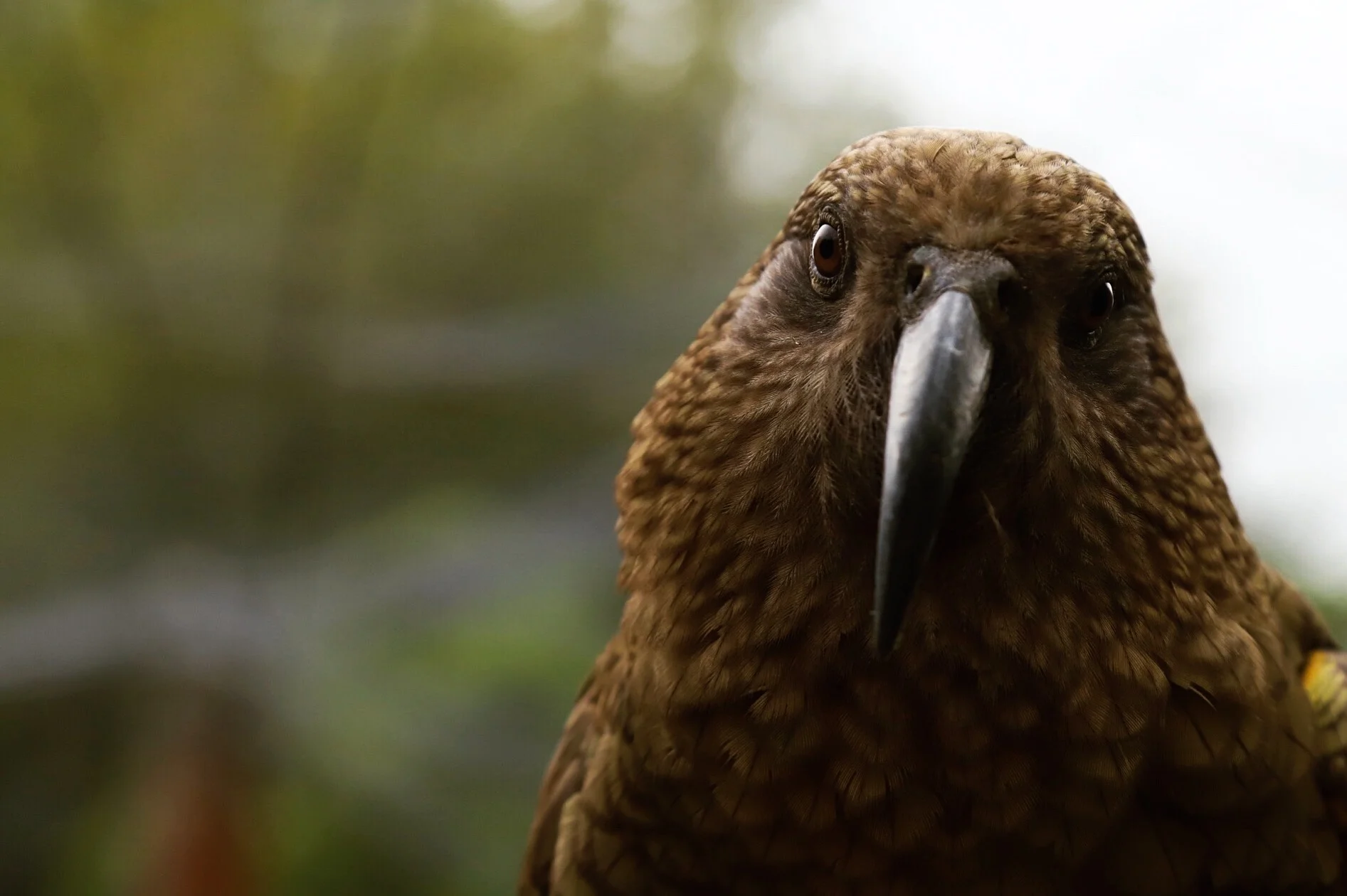 A BIRD'S-EYE VIEW: Using a visual model to investigate how cereal baits look to kea
