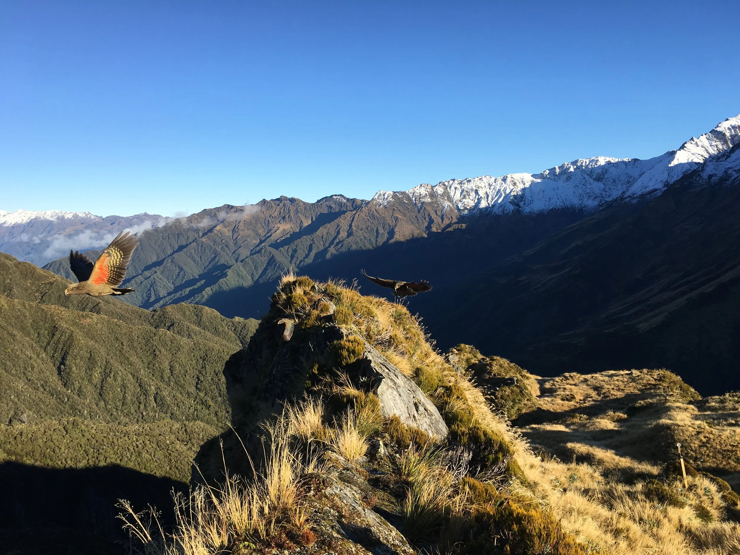 Taonga species in the Perth River valley, South Westland