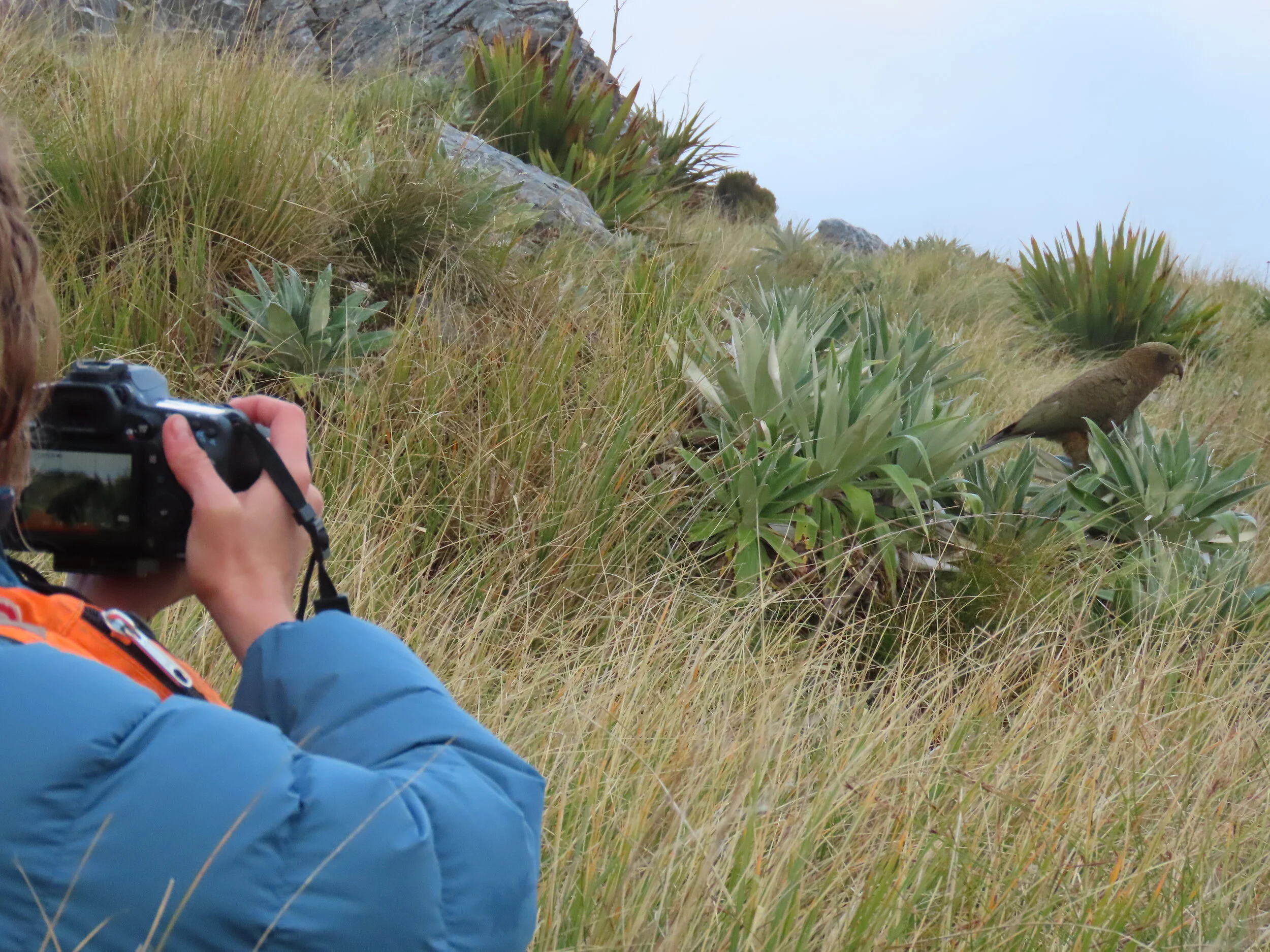 Kea survey in the Perth River valley, March 2020