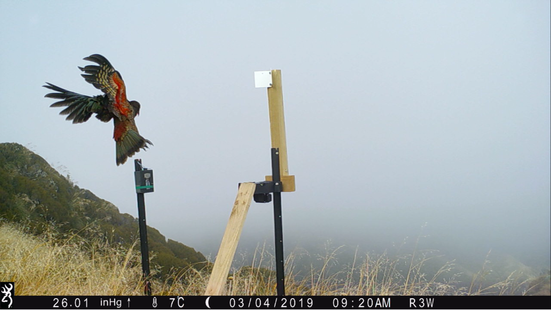 Assessing the use of the ZIP PosStop trap, with daytime lockout, in the Perth River valley