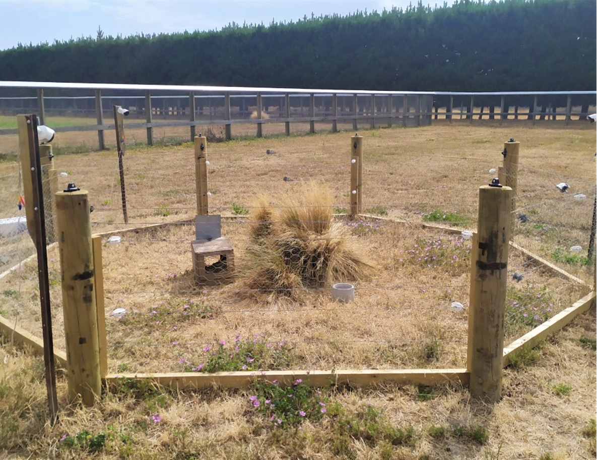 Technical Report #11: Testing a modified electric farm fence as a possum-specific barrier