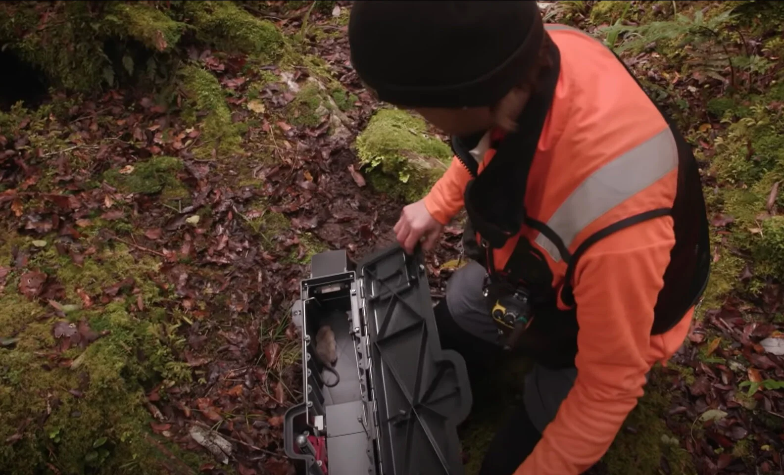 From the trap to the (autopsy) table