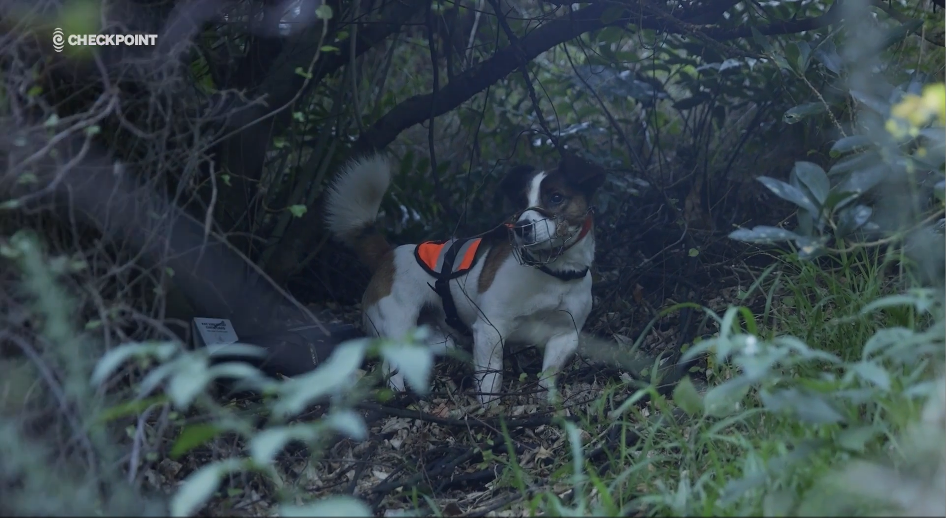 Dogs to track down remaining rats on Miramar Peninsula