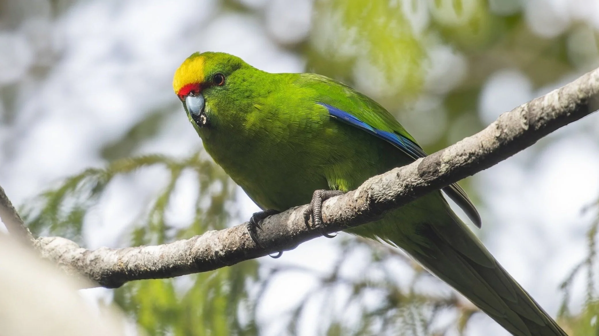 Return of the kākāriki