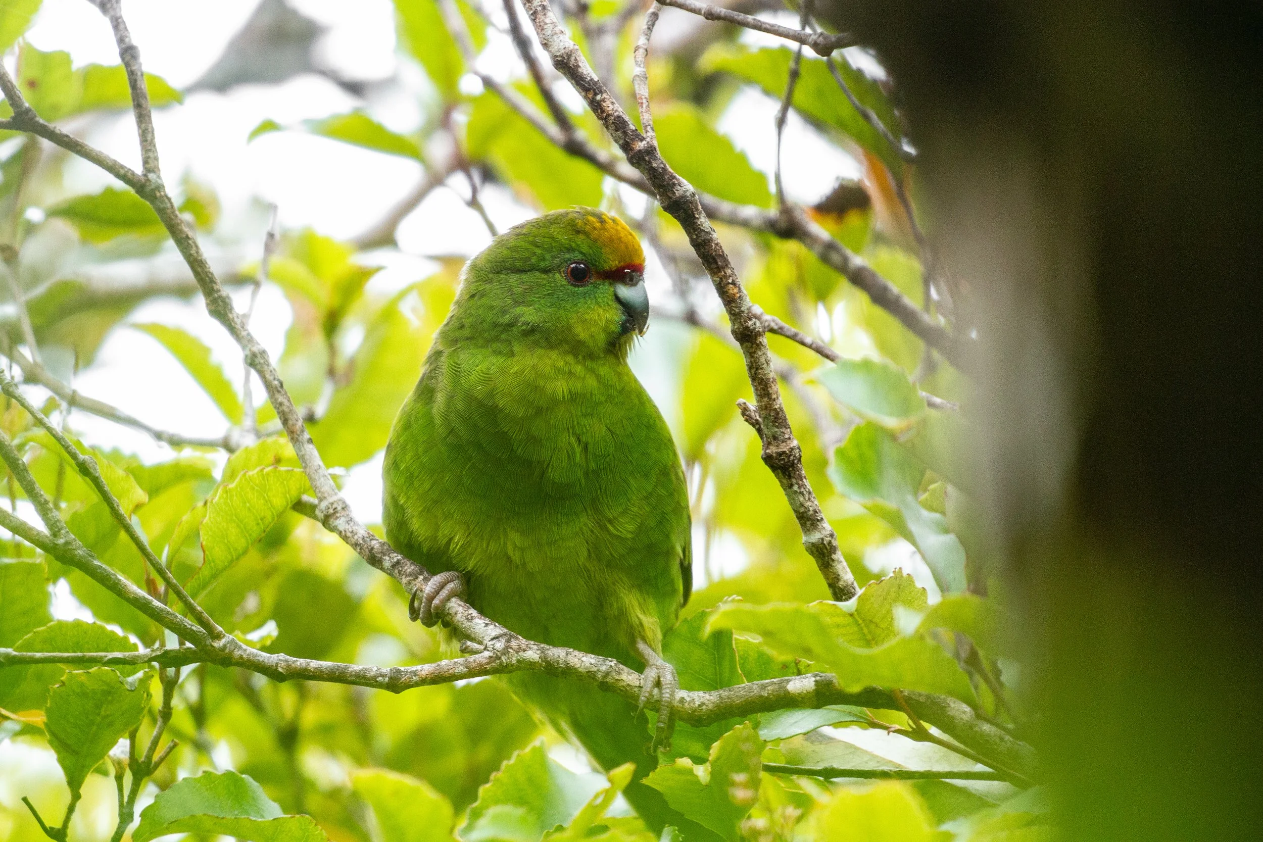 Yellow crowned kakariki, Whenua Hou March 2022 (Bradley Shields).jpg