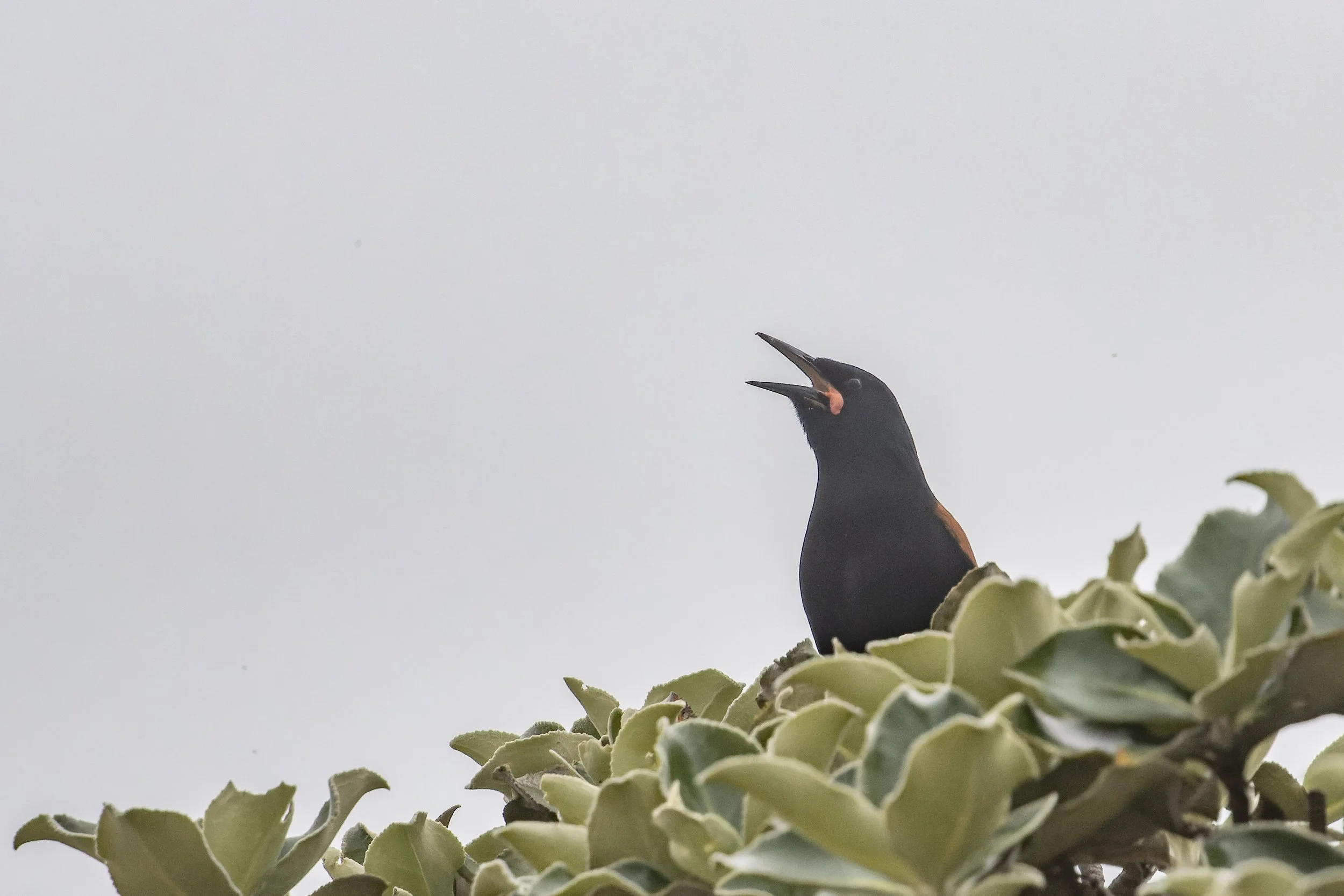 Responding to common misconceptions — Zero Invasive Predators (ZIP)