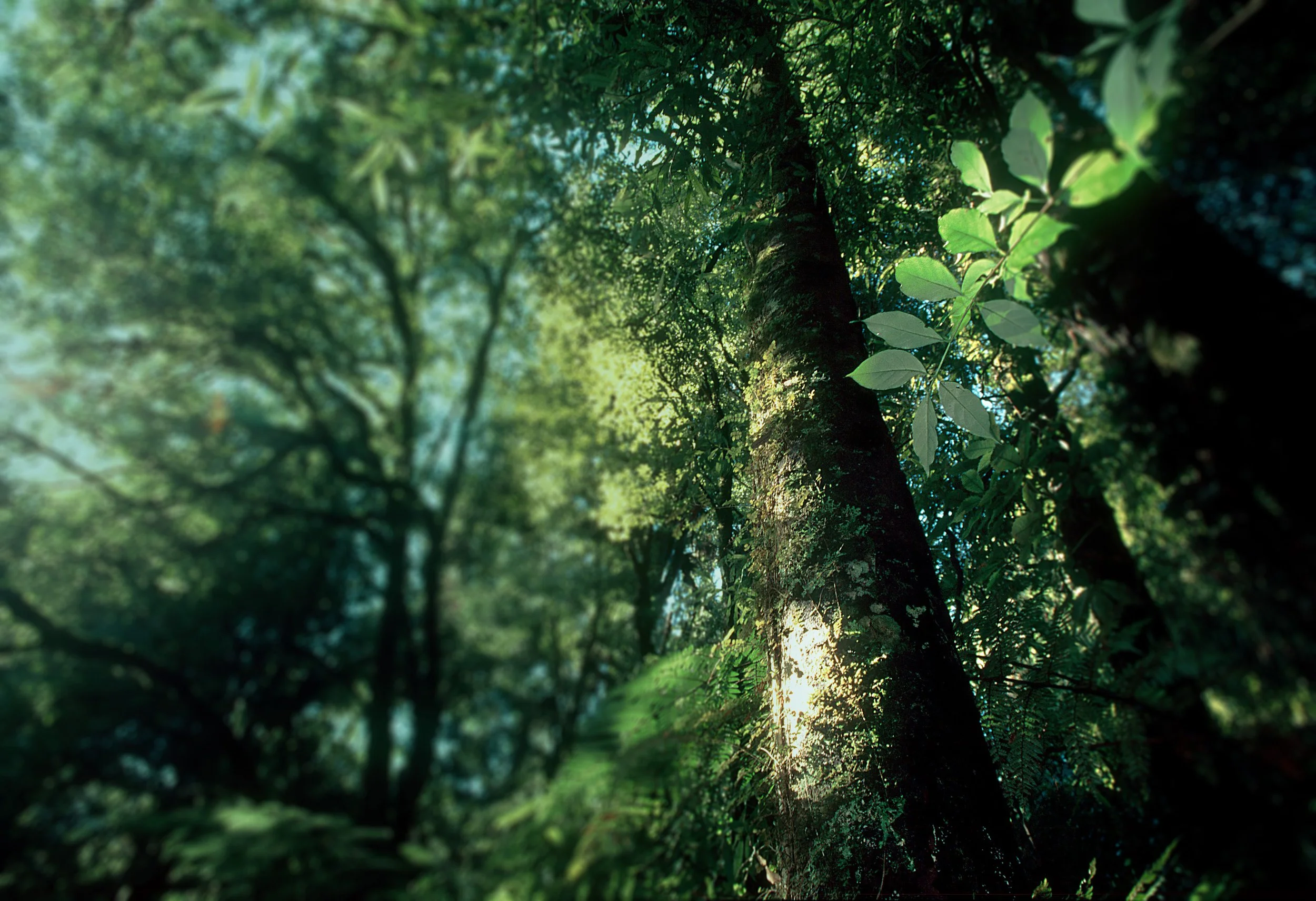 Report Summary: Vegetation of a Pair of Sites to Study the Impact of Wild Animals on Carbon Stocks of Native Forests in South Westland