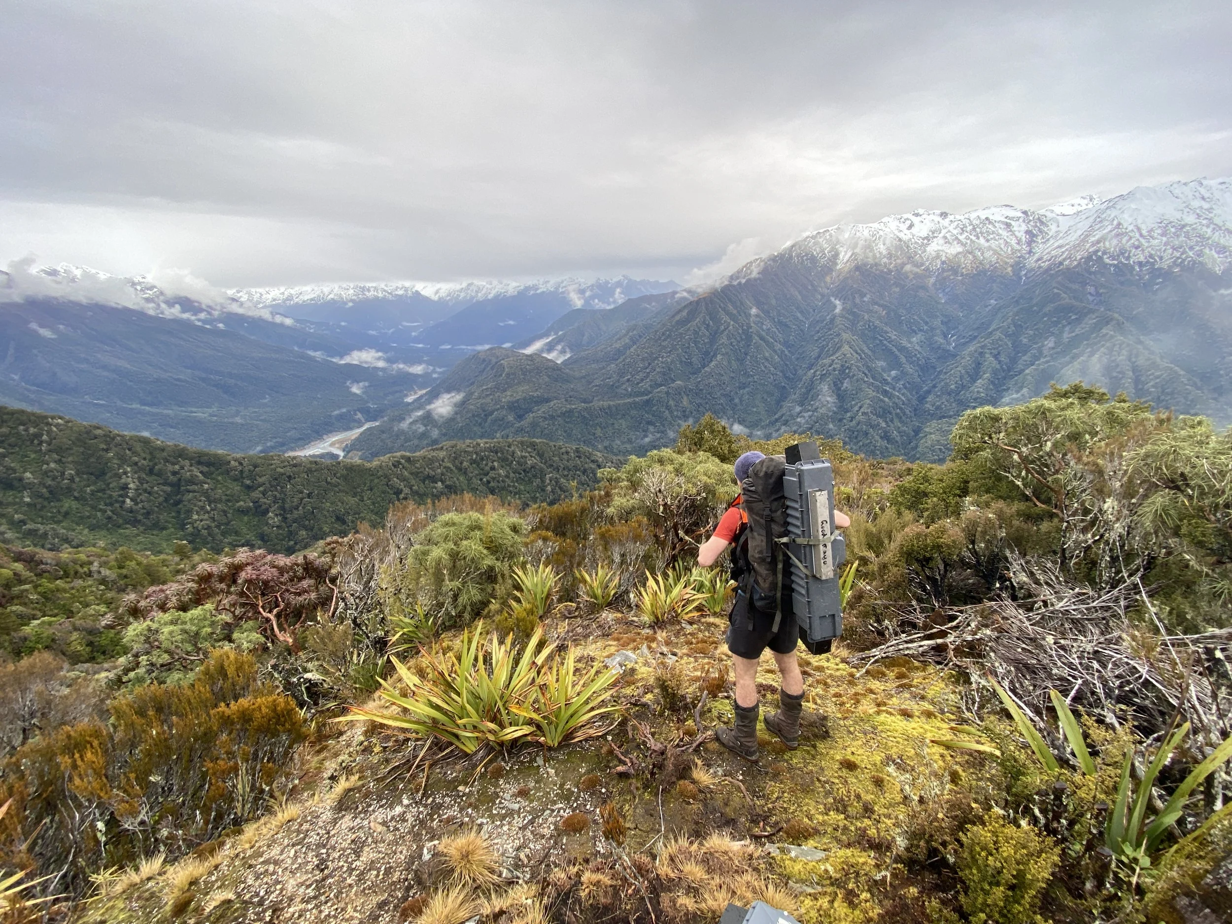 Vacancy: Field Ranger - Franz Josef