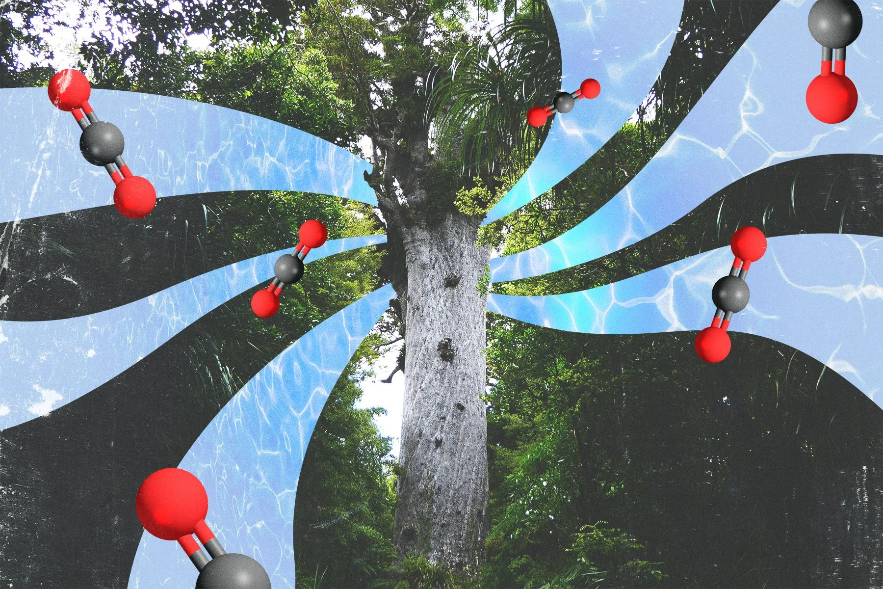 Processing plants: How do trees suck up carbon? and why?