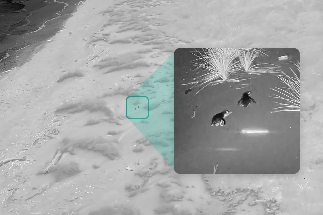 Using a Thermal Drone to Detect Invasive Predators in Coastal Environments 