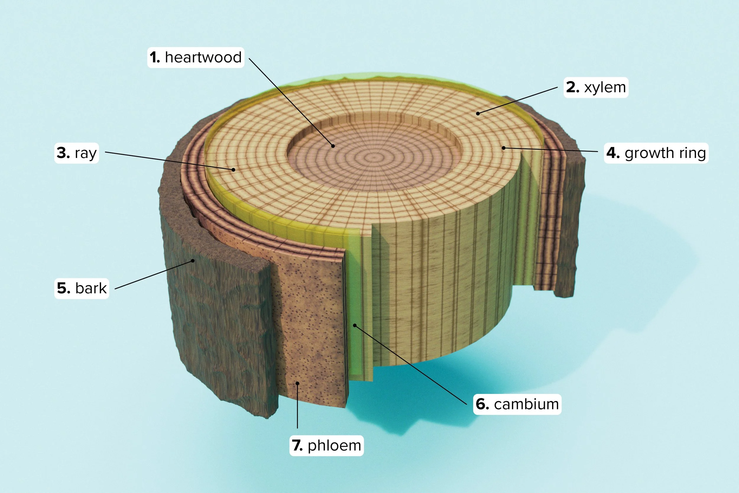 Layers of a tree trunk, from bark, phloem, cambium, xylem, and heartwood.