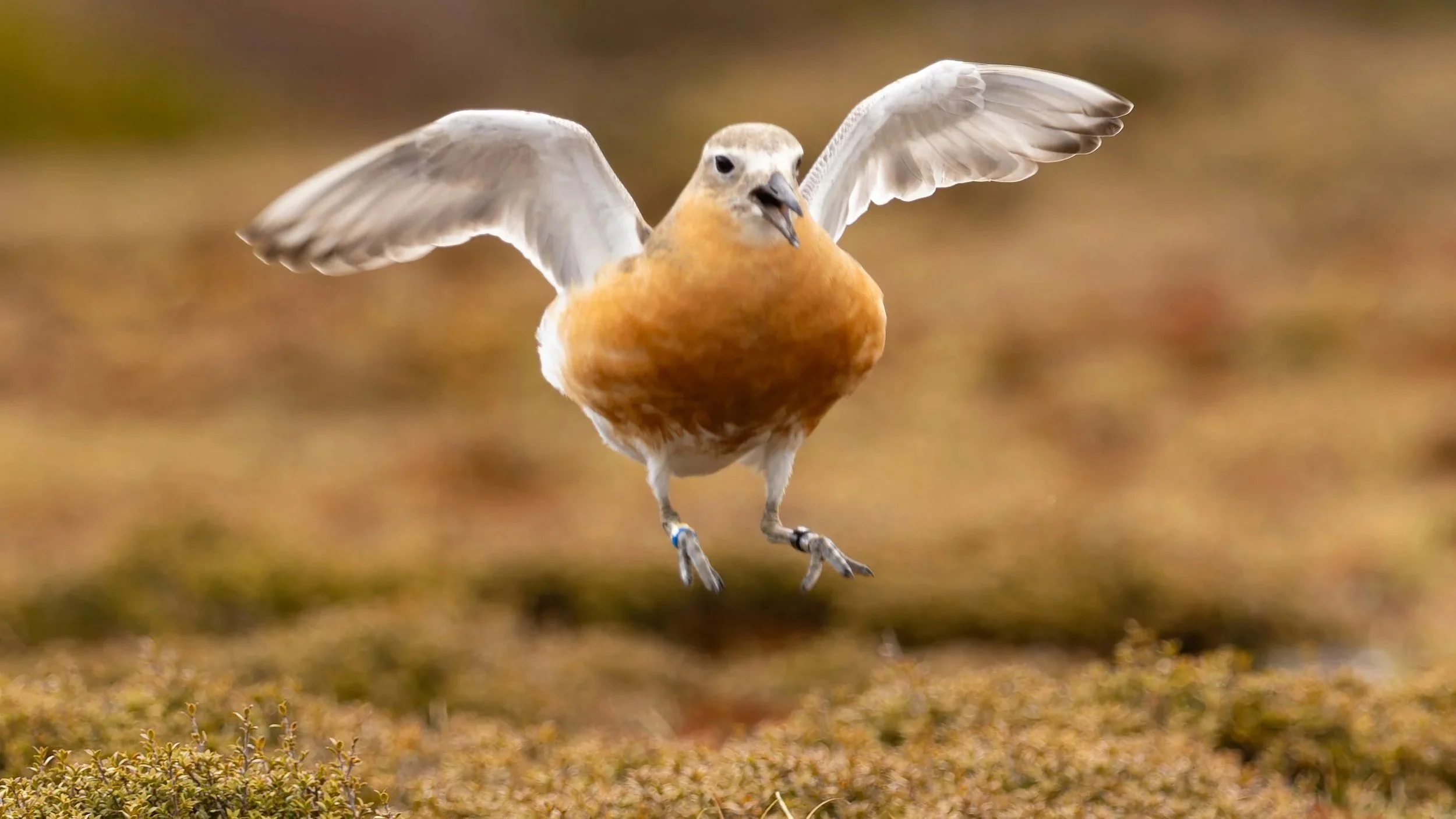 Pukunui Community Hui, 28 October 2025 — Zero Invasive Predators (ZIP)