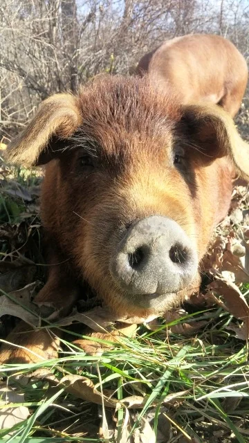 Heritage Pasture Raised Pig