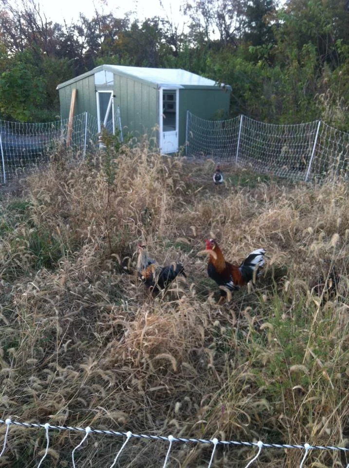 Rotational Grazing in action