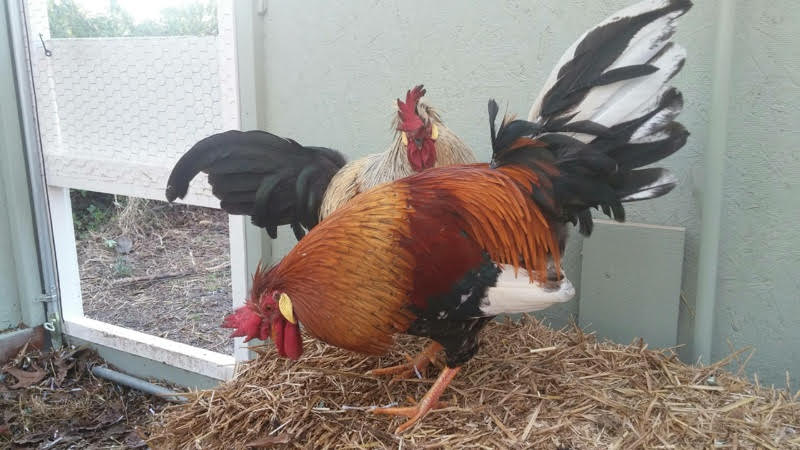 Free Range Heritage Icelandic Roosters