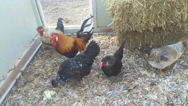 Free Range Heritage Icelandic Hens