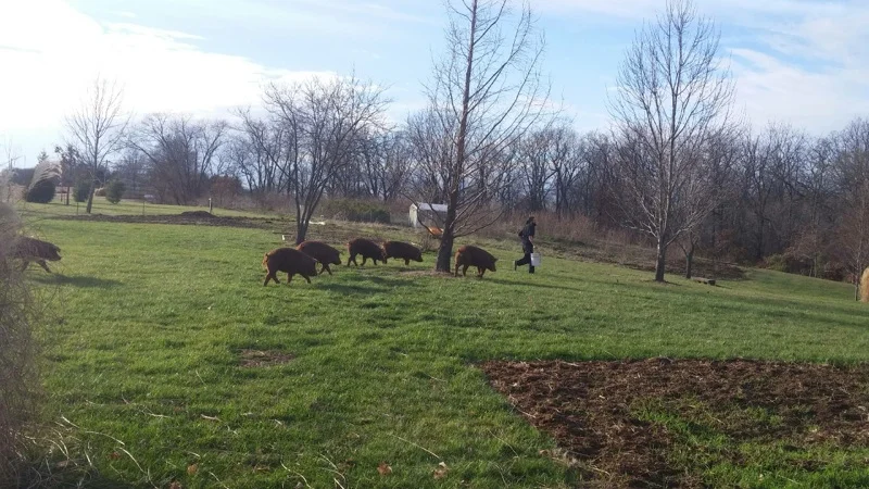 Moving our pastured pigs to another pasture