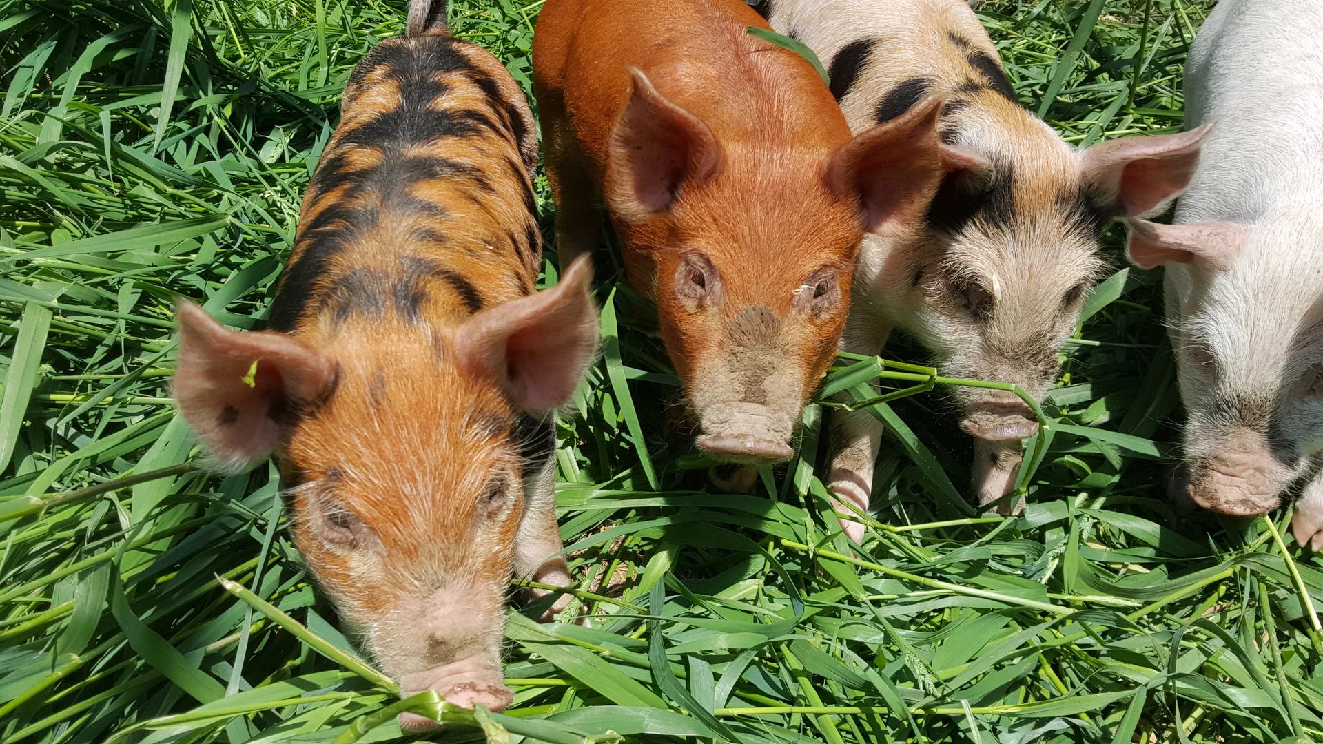 pig 1.jpg
