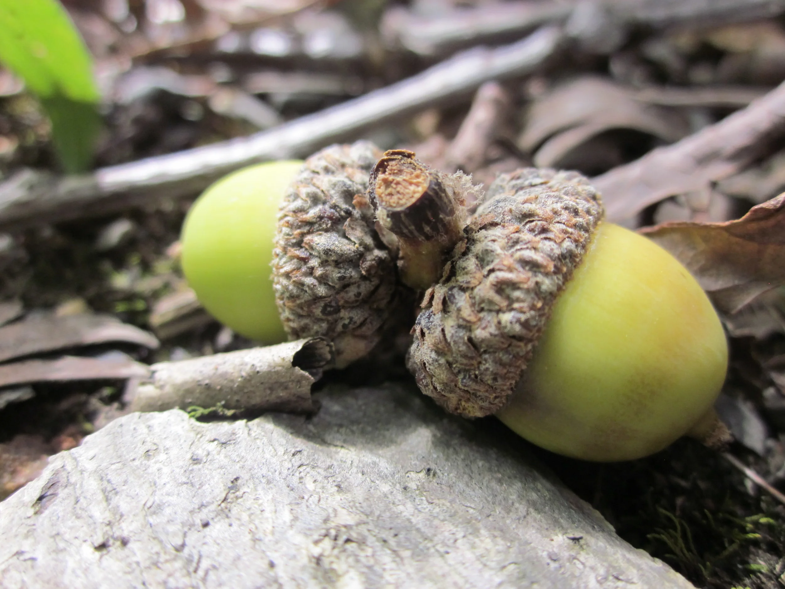 IMG_1808.JPG