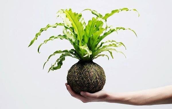 Our Kokedama Workshop is on tomorrow from 10:30am. Drop by and learn this time-old Japanese tradition in the art of plant cultivation. Horticulturist Ros Andrews will be hosting the event, making it that little bit extra-special. Spaces still availab
