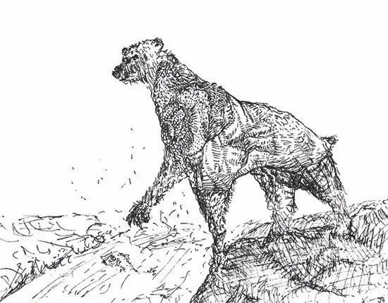 bear web.jpg