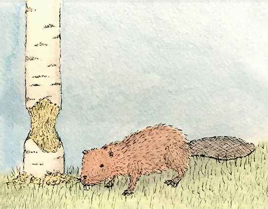 Beaver for web 2.jpg