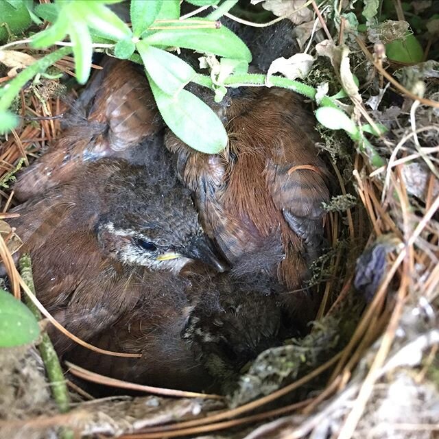 Happy Juneteenth! These birds took flight yesterday, and it felt appropriate to see their empty nest this morning. &ldquo;Nobody&rsquo;s free until Everybody&rsquo;s free&rdquo;- MLK