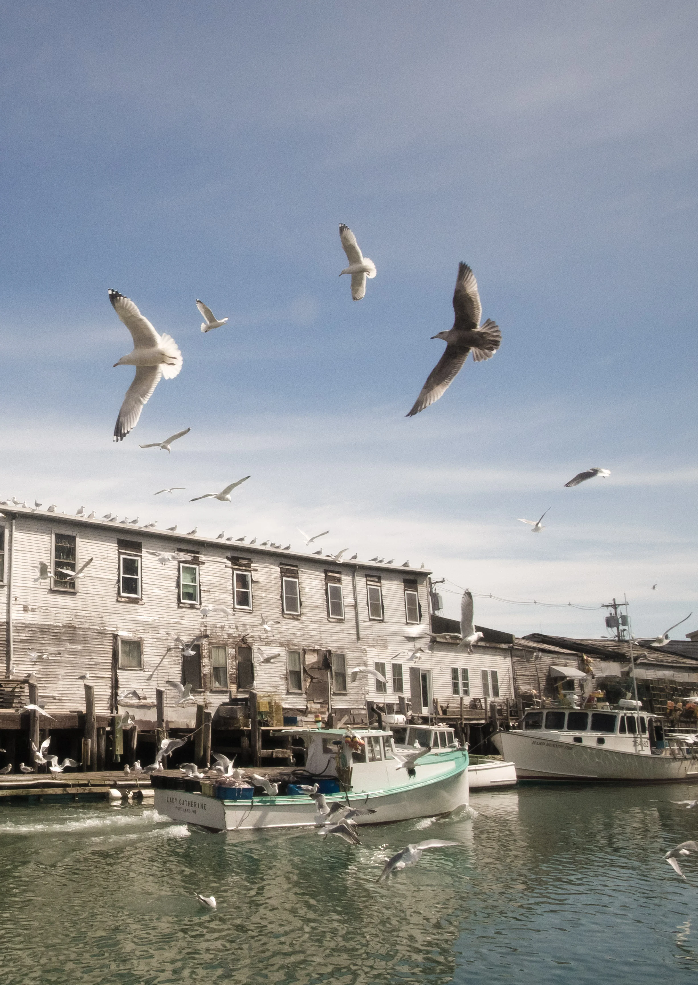 Maine - Birds in the Port-1.jpg