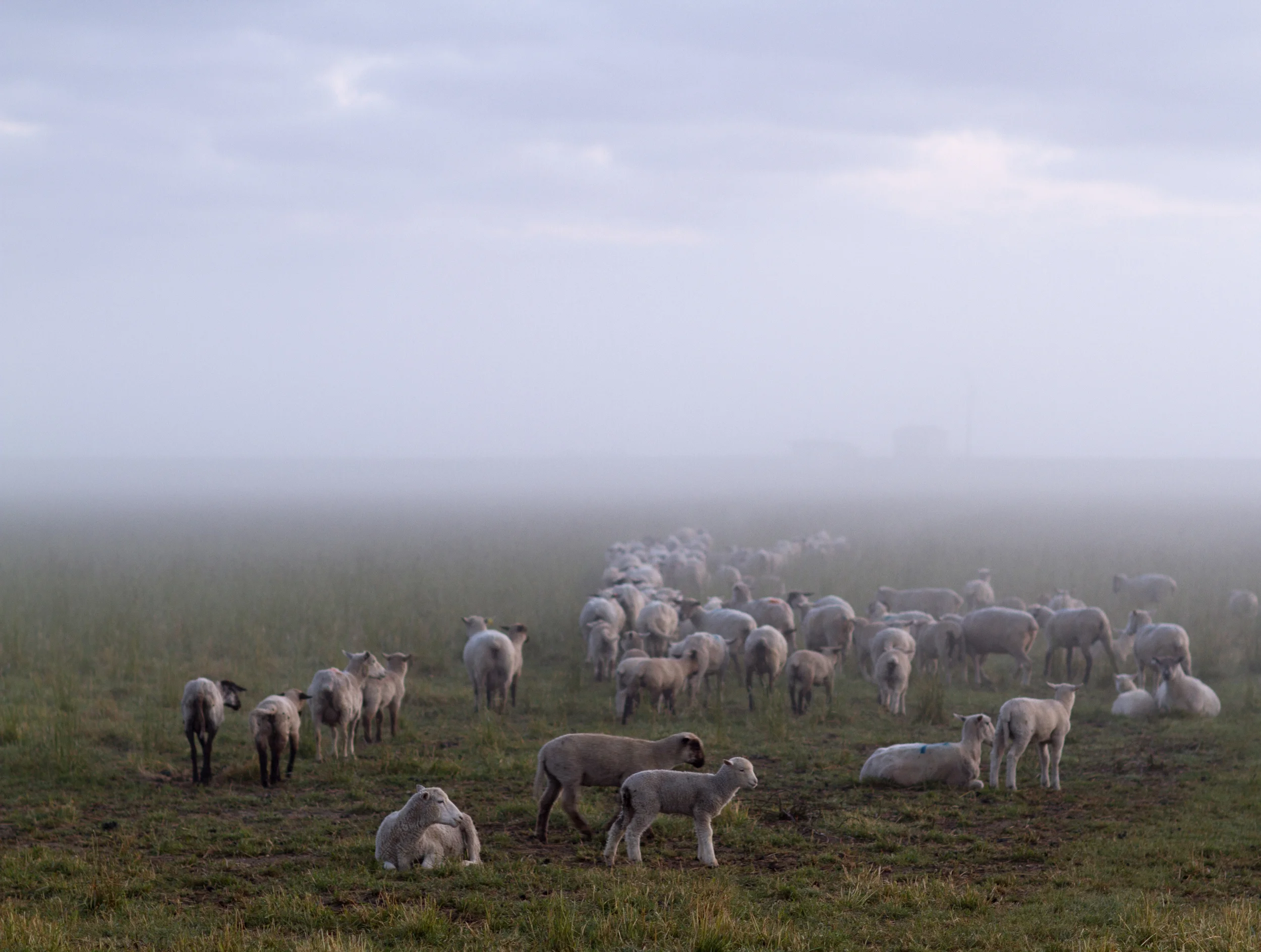 Sheep in a foggy field.JPG