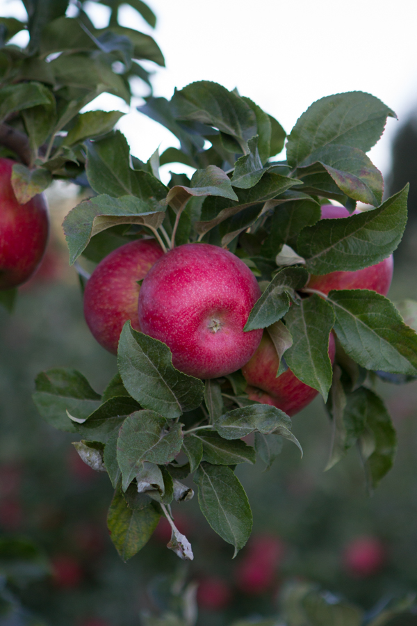 PFM - Kiyokawa harvest 00390.jpg