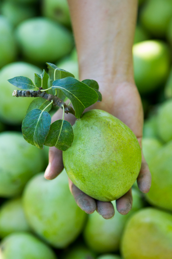 PFM - Kiyokawa harvest 00262.jpg