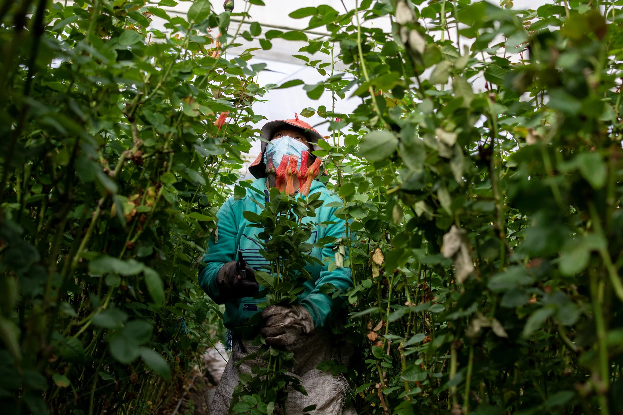 From the Andes to the Queen City: Why Ecuadorian Floral Expertise Defines Our Quality Standard