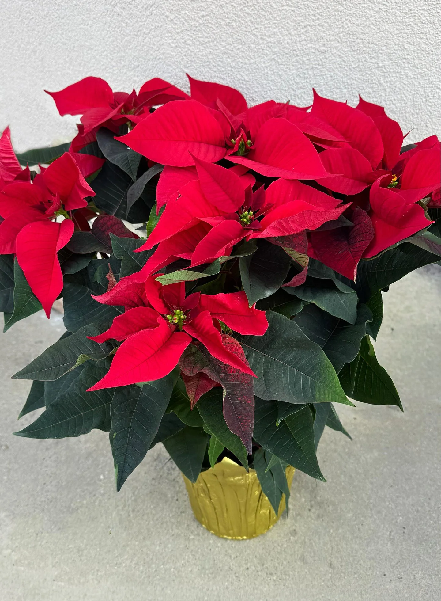 Holiday Poinsettia